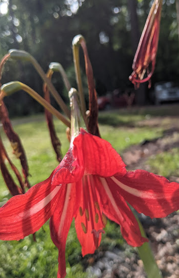 The Firefly Spring Flowers - The Firefly at Madison