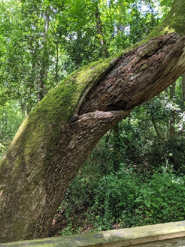 tree eating tree in Watkinsville