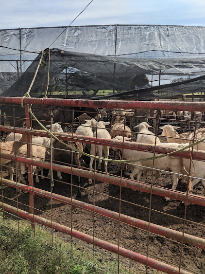 Nervous sheep at the Sheep Trial